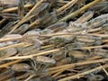 SESAME HARVEST GUIDE