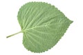 Sesame Leaf Isolated on White Background,Korean Green Shiso Perilla Leaf on White With clipping path. Royalty Free Stock Photo