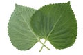 Sesame Leaf Isolated on White Background,Korean Green Shiso Perilla Leaf on White With clipping path. Royalty Free Stock Photo