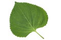 Sesame Leaf Isolated on White Background,Korean Green Shiso Perilla Leaf on White With clipping path. Royalty Free Stock Photo