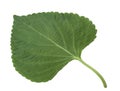 Sesame Leaf Isolated on White Background,Korean Green Shiso Perilla Leaf on White With clipping path. Royalty Free Stock Photo