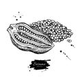 Sesame nut and seed vector drawing. Hand drawn food ingredient.