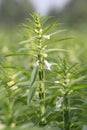 Sesame plant Royalty Free Stock Photo