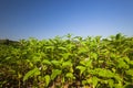 Sesame plant