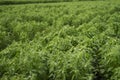 Sesame plant in farm fields