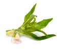 Sesame plant with flowers isolated on white background