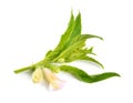 Sesame plant with flowers isolated on white background