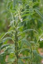 Sesame plant