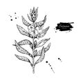 Sesame plant vector drawing. Hand drawn food ingredient. Botanic