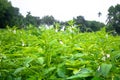 Sesame seed on the field, Sesame a tall annual herbaceous plant of tropical areas cultivated for its oil-rich seeds Royalty Free Stock Photo