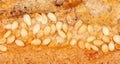 Sesame seeds on a brown crust of bread Royalty Free Stock Photo