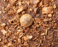 Sesame seeds on the crust of bread. Macro Royalty Free Stock Photo