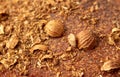 Sesame seeds on the crust of bread. Macro Royalty Free Stock Photo