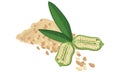 Sesame , seeds, fruit, leaf, Vecctor illustration