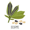 Sesame seeds and sesame plant. Sesame seeds in pods. Food illustration