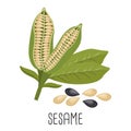 Sesame seeds and sesame plant. Sesame seeds in pods. Food illustration