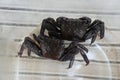 Sesarma mederi or Mangrove Crabs. Crabs for cooking is salted crab.