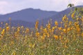 Sesbania Aculeata flowers field yellow Bloom Floral Nature Background