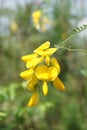 Sesbania bispinosa flower