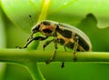 Sesbania Clown Weevil (Eudiagogus pulcher) macro.