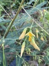 sesbania flower in nature garden Royalty Free Stock Photo