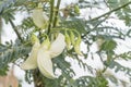 Sesbania grandiflora or Vegetable hummingbird of white