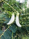 Sesbania grandiflora or Vegetable hummingbird or White Agasta or Dok khae flowers.