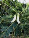 Sesbania grandiflora or Vegetable hummingbird or White Agasta or Dok khae flowers.