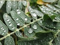 Sesbania leaves with droplets on top. Royalty Free Stock Photo