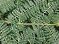 Sesbania leaves with droplets on top. Royalty Free Stock Photo