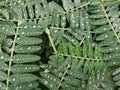 Sesbania leaves with droplets on top. Royalty Free Stock Photo