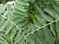 Sesbania leaves with droplets on top. Royalty Free Stock Photo