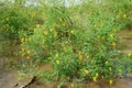 Sesbania sesban bush, dien dien yellow flower