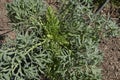 Seseli gummiferum plant close up