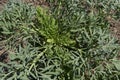 Seseli gummiferum plant close up