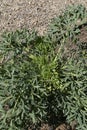 Seseli gummiferum plant close up