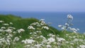 Seseli libanotis plant on chalk cliffs on the coast of the Atlantic