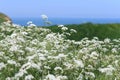 Seseli libanotis plant on chalk cliffs on the coast of the Atlantic
