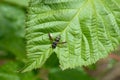 Sesiidae on a blackberry leaf Royalty Free Stock Photo