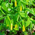 Sessile Bellwort, Uvularia sessilifolia Royalty Free Stock Photo