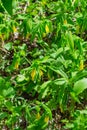 Sessile Bellwort, Uvularia sessilifolia