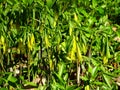 Sessile Bellwort Wildflowers, Uvularia grandflora