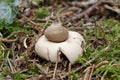 Sessile Earthstar Royalty Free Stock Photo