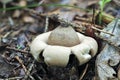 The Sessile Earthstar Royalty Free Stock Photo