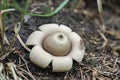 The Sessile Earthstar