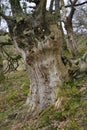 Sessile Oak Royalty Free Stock Photo