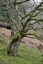 Sessile Oak Royalty Free Stock Photo