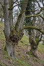 Sessile Oak Royalty Free Stock Photo