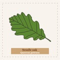 Sessile oak Quercus petraea
