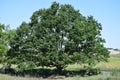 Sessile oak Royalty Free Stock Photo